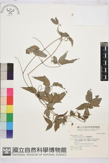 臺灣鐵線蓮藏品圖，第2張