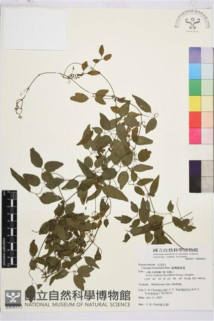 臺灣鐵線蓮藏品圖，第2張