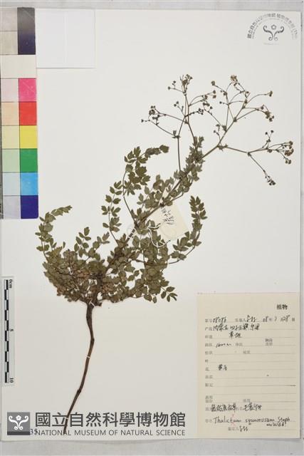 展枝唐松草藏品圖，第1張