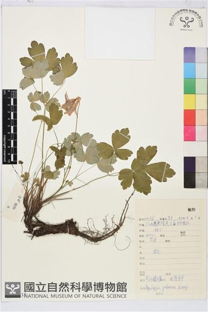 華北耬斗菜藏品圖，第1張