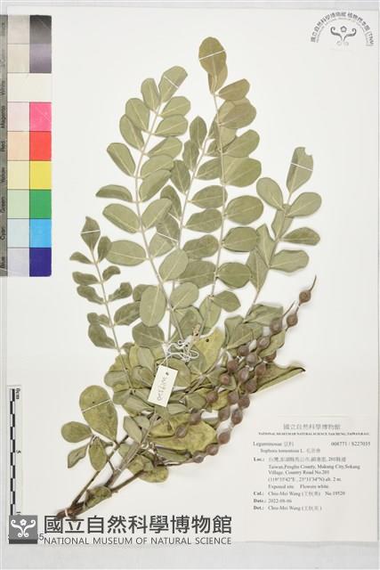 毛苦參藏品圖，第1張