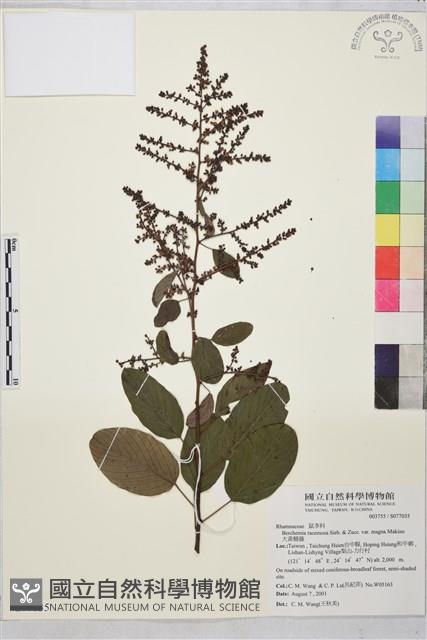 大黃鱔藤藏品圖，第1張