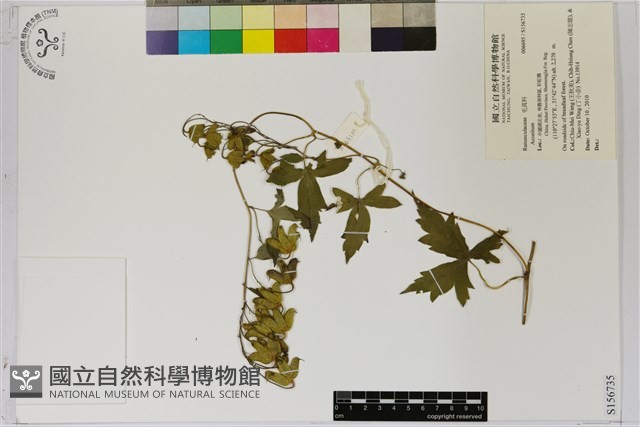 登錄號:S156735藏品圖，第1張