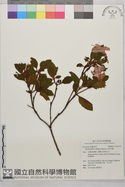 金毛杜鵑藏品圖，第1張