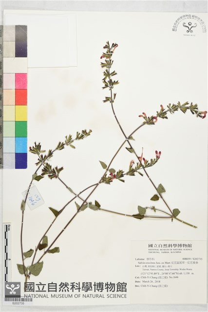 紅花鼠尾草、紅花紫參藏品圖，第1張