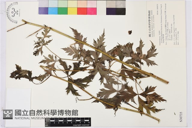 蔓烏頭藏品圖，第2張
