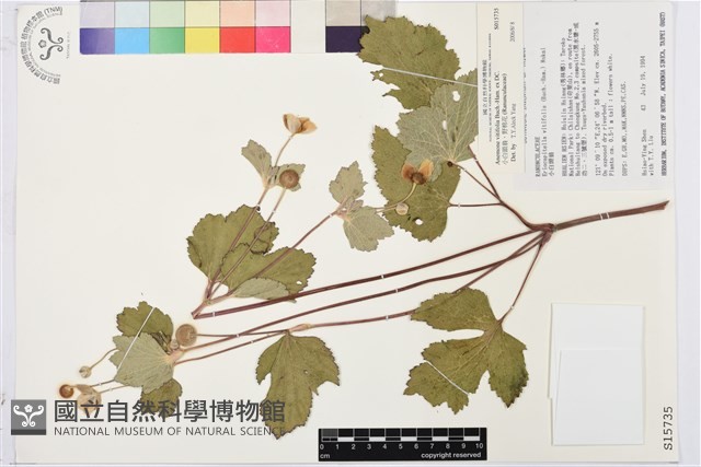 小白頭翁、野棉花藏品圖，第1張