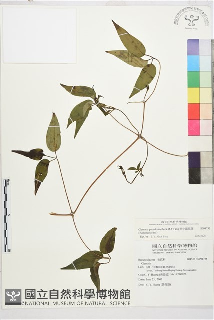 華中鐵線蓮藏品圖，第2張