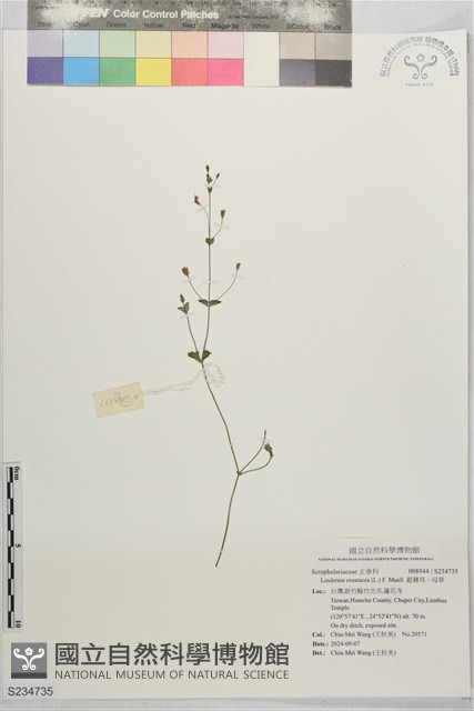 藍豬耳、母草藏品圖，第1張