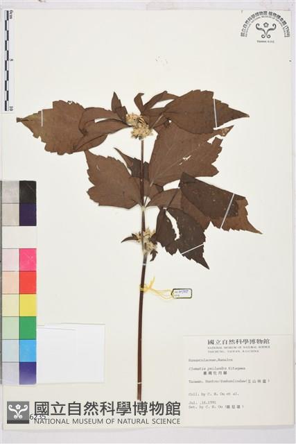 台灣牡丹藤、台灣草牡丹藏品圖，第2張