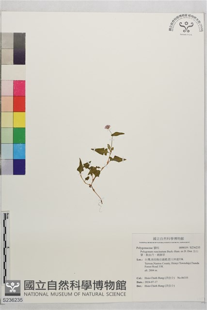 玉山蓼、散血丹、鹿蹄草藏品圖，第1張