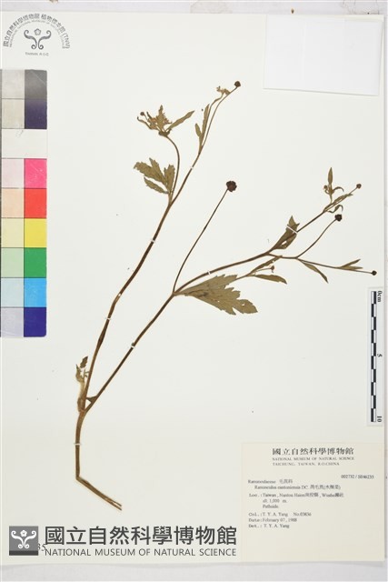 水辣菜、禺毛茛藏品圖，第1張
