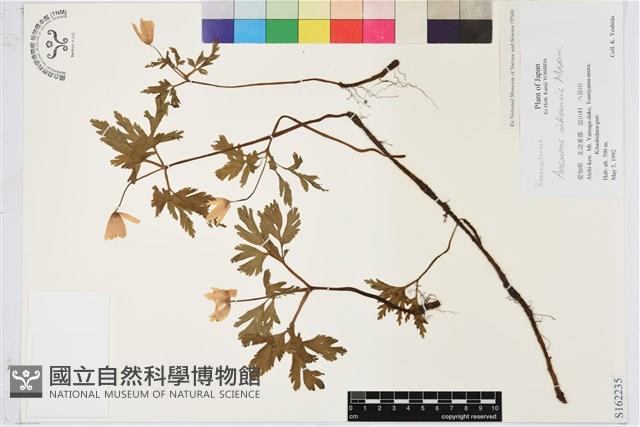 登錄號:S162235藏品圖，第1張