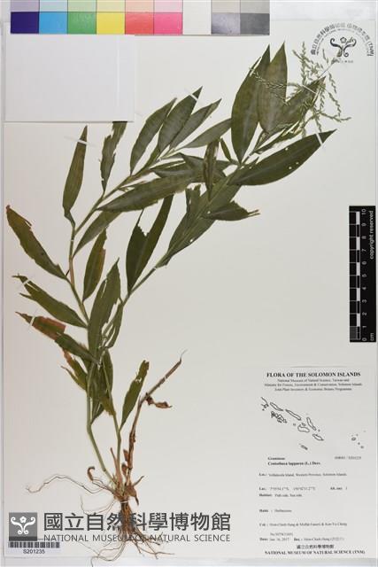 假淡竹葉藏品圖，第1張