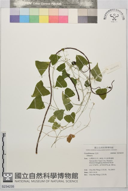 登錄號:S234235藏品圖，第1張