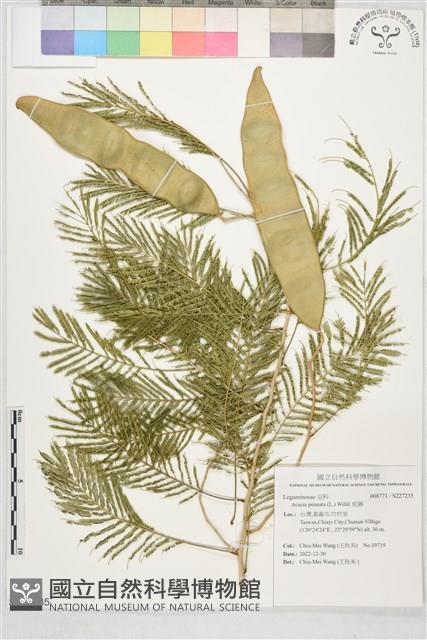 蛇藤、羽葉金合歡藏品圖，第1張