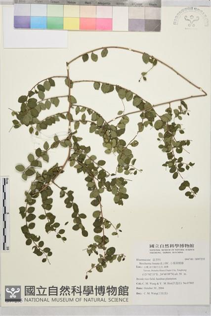 小葉黃鱔藤藏品圖，第1張