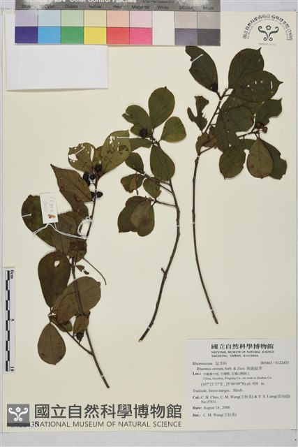 鈍齒鼠李藏品圖，第1張