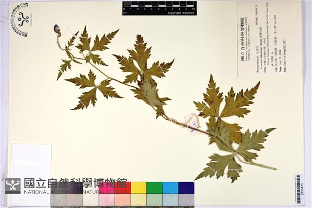 臺灣烏頭藏品圖，第1張