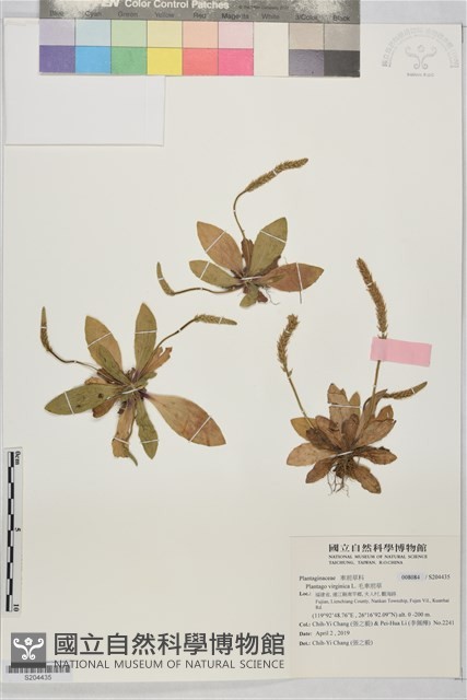 毛車前草藏品圖，第1張