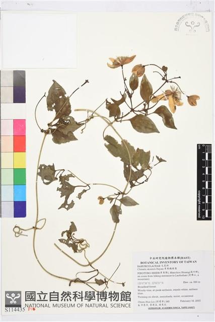 屏東鐵線蓮藏品圖，第1張