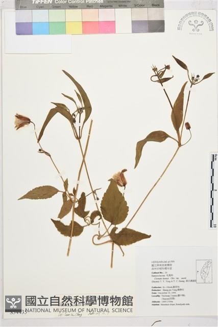 小木通藏品圖，第2張