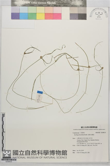 短葉水蜈蚣藏品圖，第1張
