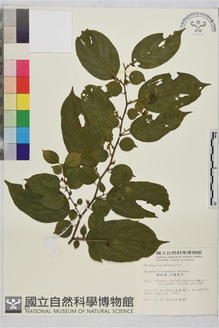 桶鉤藤藏品圖，第1張