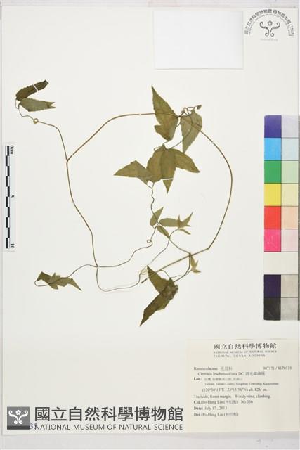 銹毛鐵線蓮藏品圖，第1張