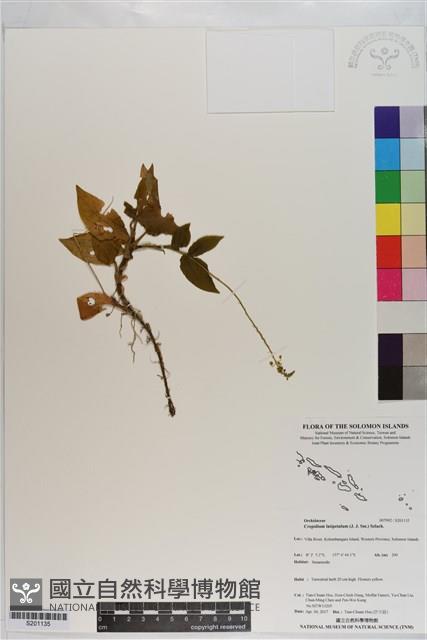 登錄號:S201135藏品圖，第1張