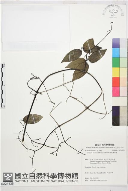 柱果鐵線蓮藏品圖，第1張