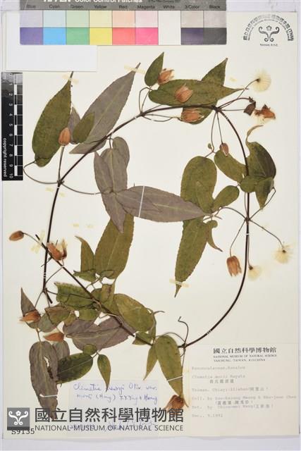 森氏鐵線蓮藏品圖，第2張