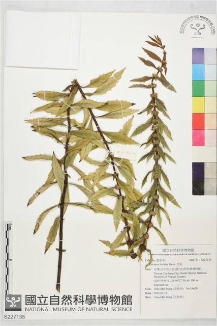 Accession Number:S227135 Collection Image