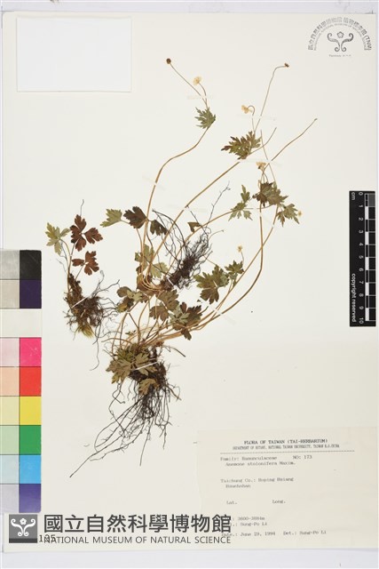 匍枝銀蓮花藏品圖，第1張