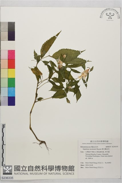 黃花鳳仙花藏品圖，第1張