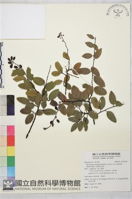 光枝勾兒茶藏品圖，第1張