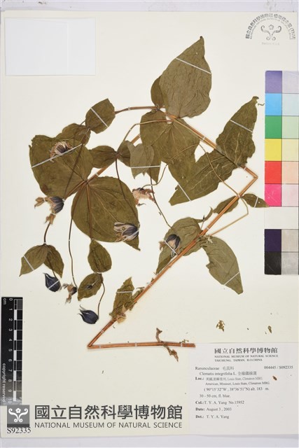 全緣鐵線蓮藏品圖，第1張