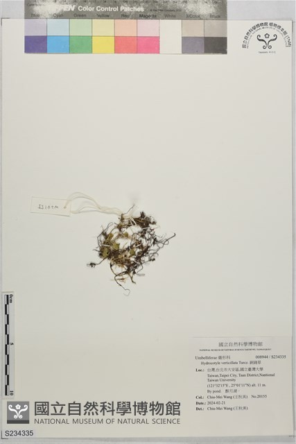 銅錢草藏品圖，第1張