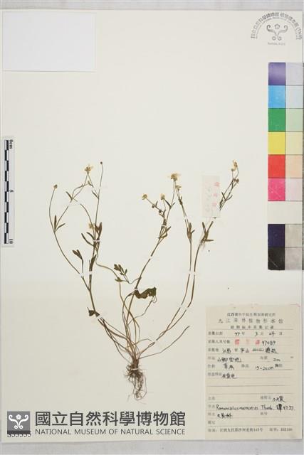 小毛茛藏品圖，第1張