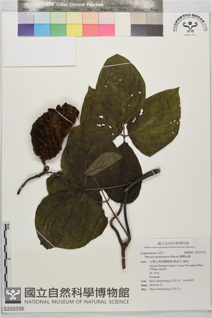 蘭嶼血藤藏品圖，第1張