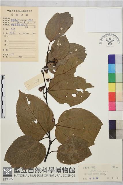 拐棗、枳椇藏品圖，第1張