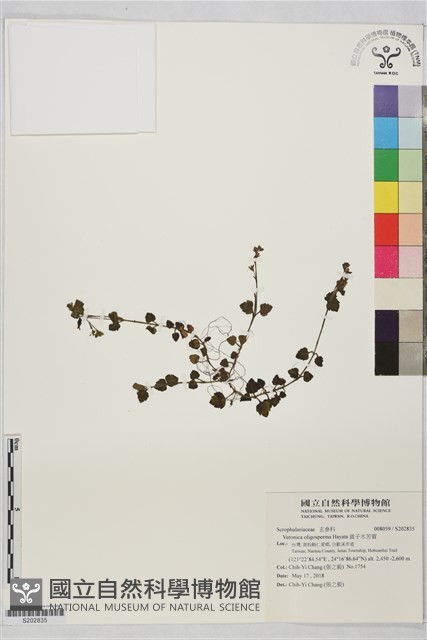 貧子水苦賈藏品圖，第1張