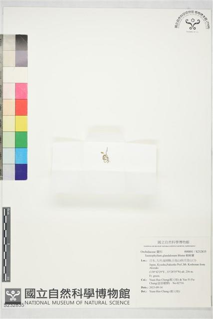 蜘蛛蘭藏品圖，第1張
