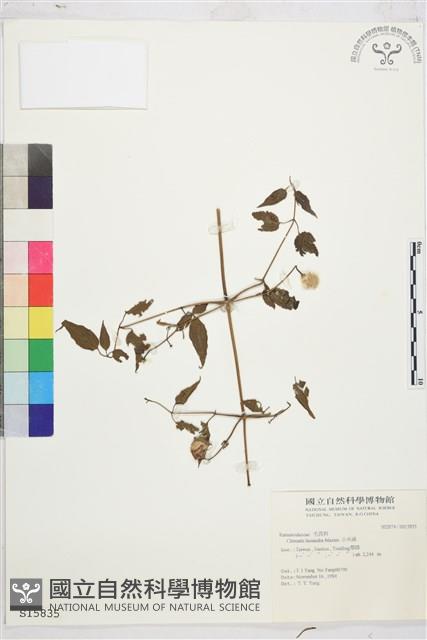 小木通藏品圖，第1張