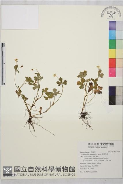 鹿場毛茛藏品圖，第1張