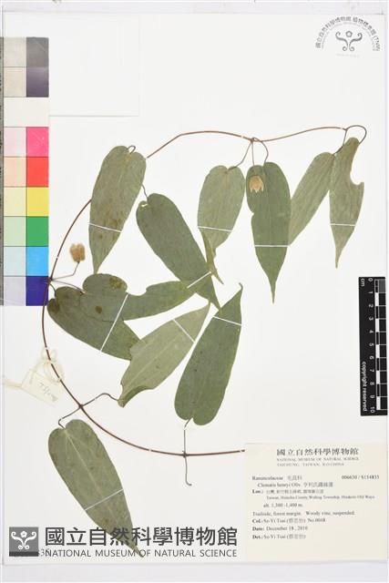 亨利氏鐵線蓮藏品圖，第1張