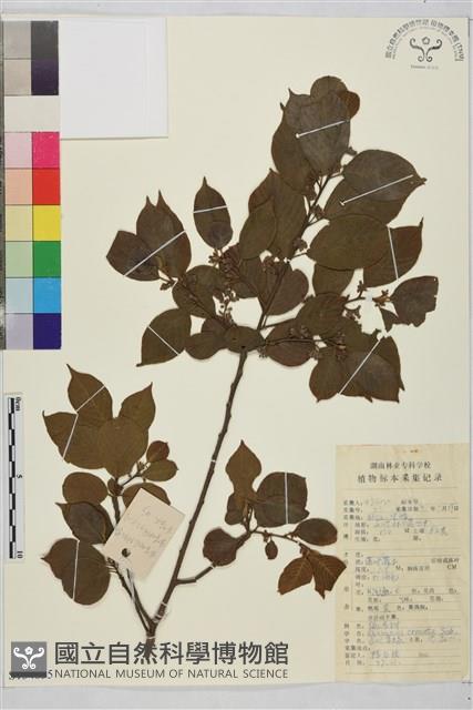 鈍齒鼠李藏品圖，第1張