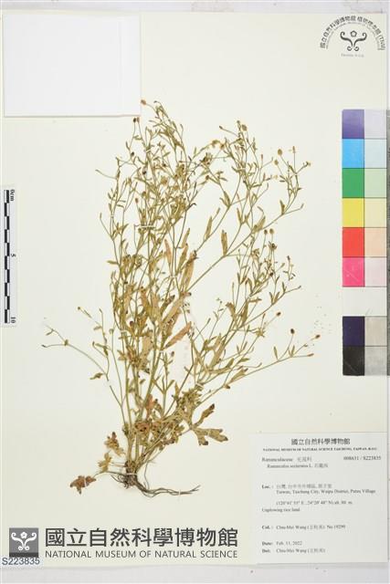 石龍芮藏品圖，第1張