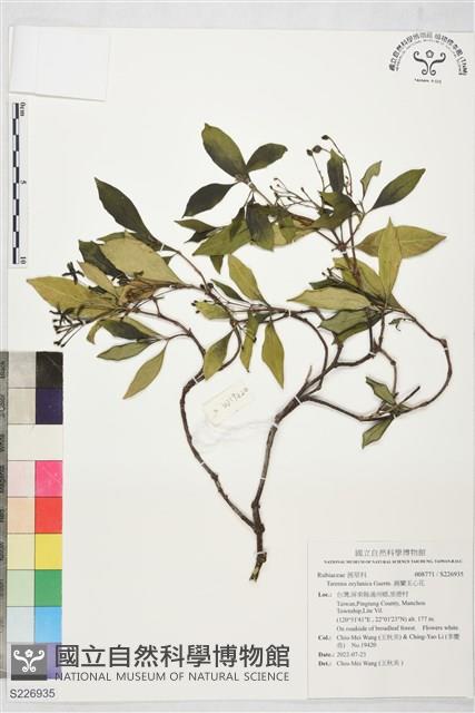 錫蘭玉心花藏品圖，第1張