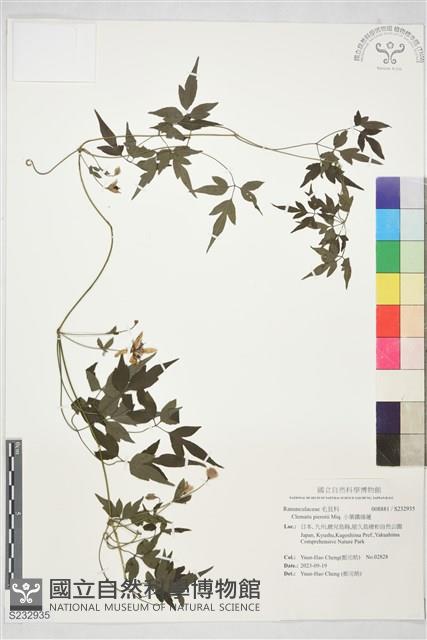 小葉鐵線蓮藏品圖，第1張